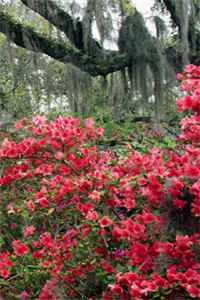 长河落日圆邵项元高质量好文免费阅读小说在线免费阅读无广告