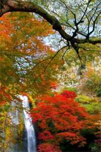 往昔云烟散，新程佳人伴霍景辰林雪柔已完结小说最新章节免费阅读