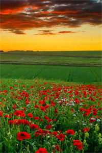 长恨歌抖音热门已完结小说最新章节免费在线阅读